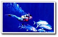 Diving the Great Barrier Reef