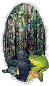 A rainforest walkway and wildlife